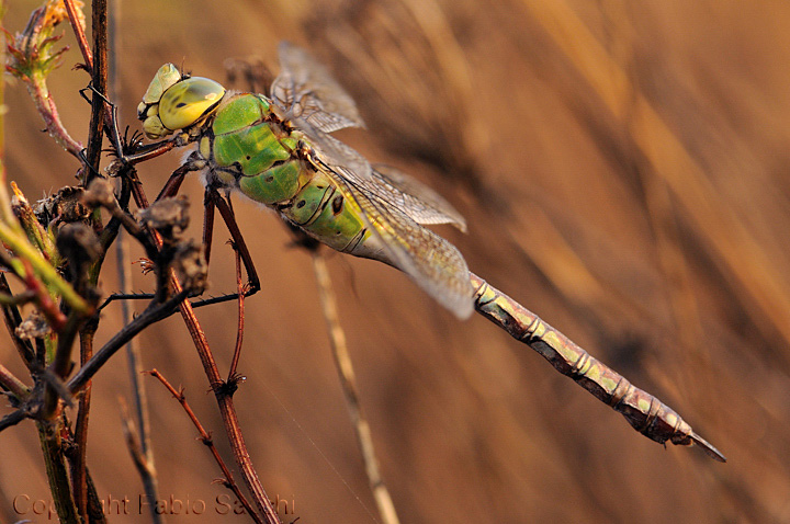 Anax imperator